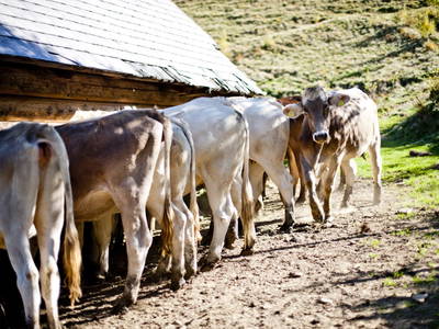 Bild 25 aus  Größingalm