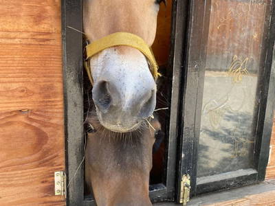 Bild 83 aus  Sachsenbucherhof