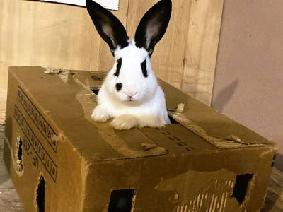 Bild 28 aus  Ferienhof Rösslar