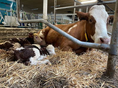 Bild 14 aus  Bio-Bauernhof Schweizerhof