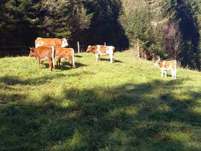 Bild 37 aus  Fötscherhütte