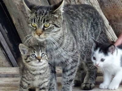 Bild 11 aus  Egglbauer