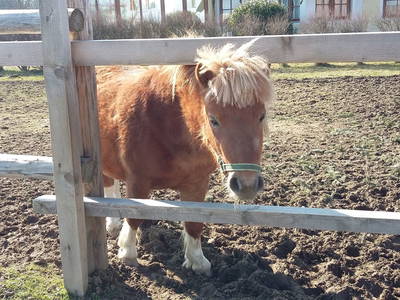 Bild 27 aus  Eselhof Himmelmayer