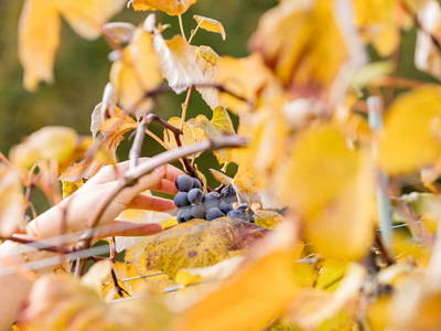 Bild 46 aus  WEIN DOMIZIL ZIEGER