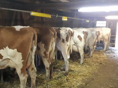 Bild 36 aus  Schwarzenbichlalm