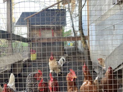 Bild 150 aus  Apartment "Kalbschädl"