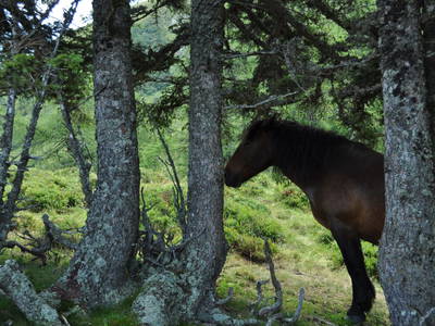 Bild 71 aus  Erlachhof