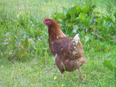 Bild 52 aus Windhofgut