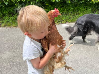 Bild 17 aus  S'Landhäuschen