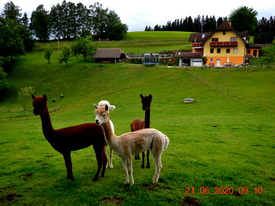 Bild 73 aus Biohof Kroisleitner