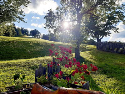 Bild 32 aus  Kleelehof