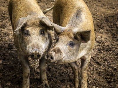 Bild 49 aus  Schwaigerlehen - Berngarten