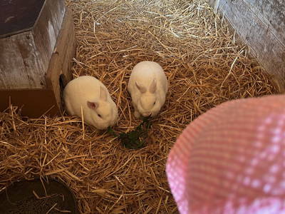 Bild 14 aus  Ferienhof Westermann