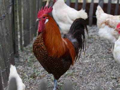 Bild 7 aus  LandSelection Schwarzfelder Hof