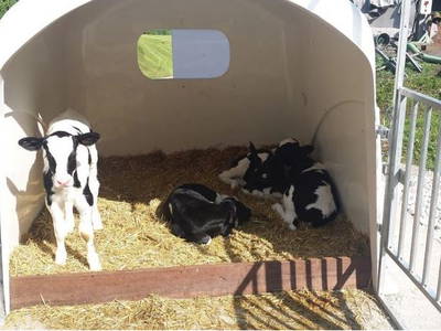 Bild 8 aus  Trafisölerhof