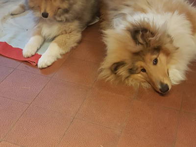 Bild 24 aus  Ferienparadies am Rennweg