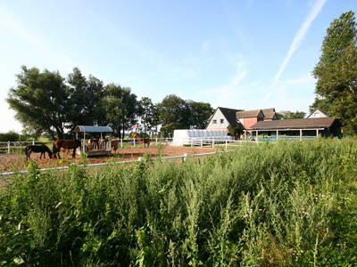 Bild 17 aus  Ferienhof Peter -  Ponys - streicheln, striegeln, füttern  -  Wattwanderungen + ganz viel Nordsee