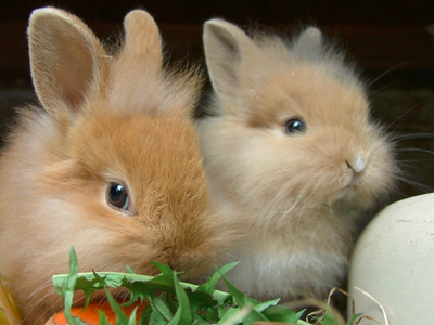 Bild 8 aus  Ferienhof Pauli