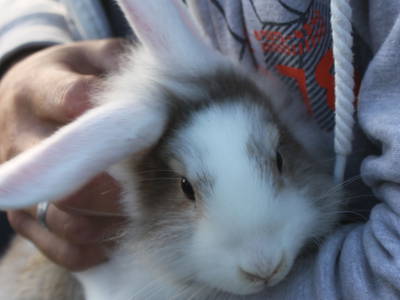 superweiche Kaninchen zum Kuscheln