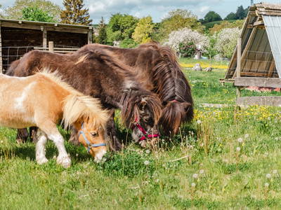 Bild 9 aus  Ferienhof Conrath