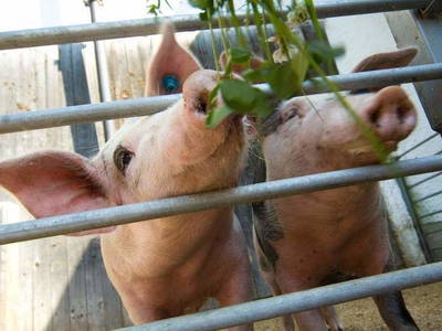 Bild 9 aus  Kinderparadies Höcker - Bio-Bauernhof