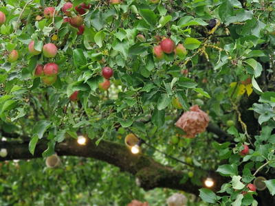 Bild 31 aus  Hof Alte Zeiten