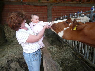 Bild 16 aus  Rhöner Haflingerhof