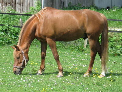 Bild 12 aus  Ferienhof Gellert