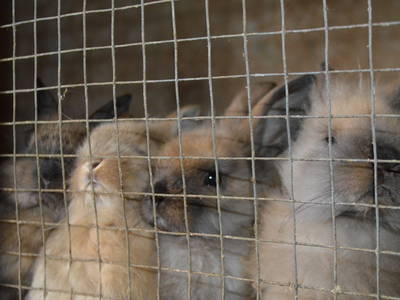 Bild 28 aus  Bauernhofpension Bals