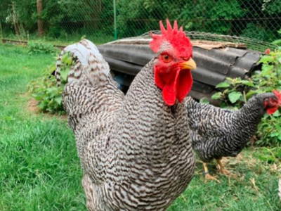 Bild 3 aus  Ferienhaus  Mecklenburg