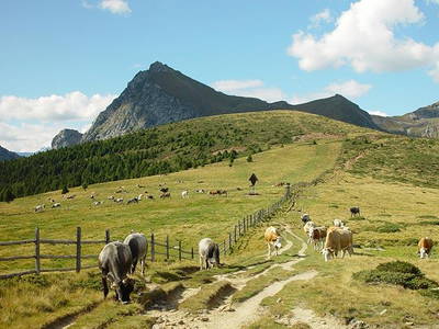 Bild 48 aus  Steinerhof