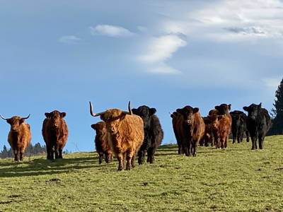 Bild 8 aus  Fürstnerhof-Reiterhof