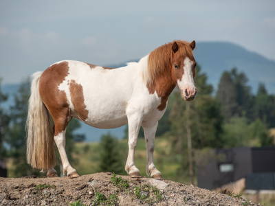 Bild 49 aus  Narzenhof Chalets, Familien & luxus Apartments am Bauernhof, Kitzbühler Alpen