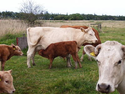 Bild 16 aus  Inselurlaub Fehmarn