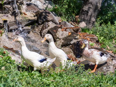 Bild 31 aus  Kircherhof