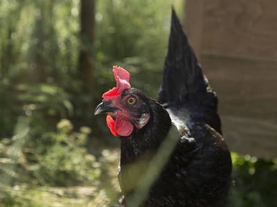 Bild 22 aus  Bio-Obstgut Oberhof