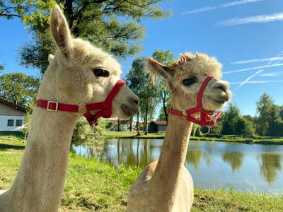 Bild 50 aus  Reiherhof