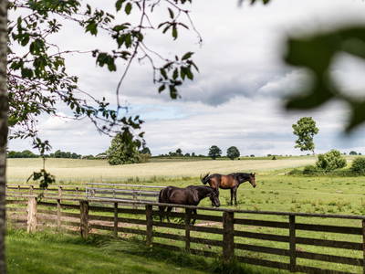 Bild 17 aus  Gut Royum