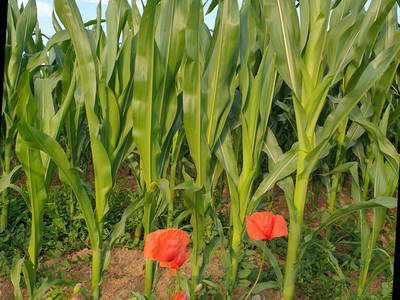 Bild 27 aus  Schmidts Ferienhof - Tierisch guter Urlaub im Herzen Deutschlands