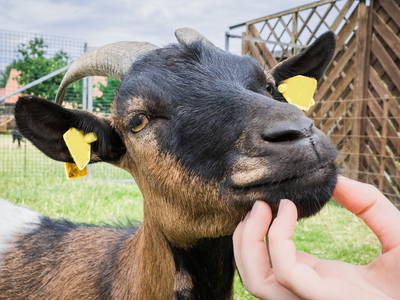 Bild 28 aus  Ferienhof Ritter im Harz