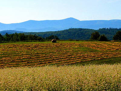 Bild 12 aus  Pokrzywnik 11