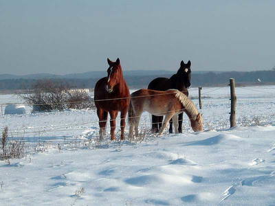 Bild 9 aus  Pferde- und Freizeithof Koplin