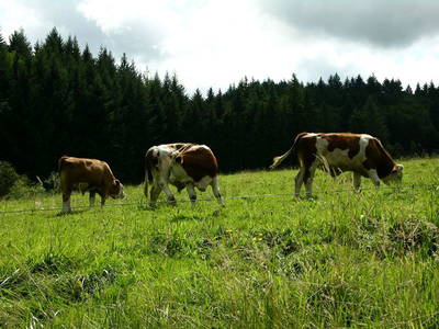 Bild 12 aus  Haus Eichin