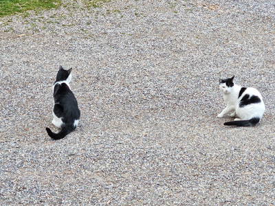 Bild 49 aus  Langenhof im Schwarzwald bei Oppenau
