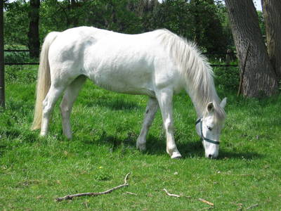 Bild 13 aus  Ferienhof Gellert