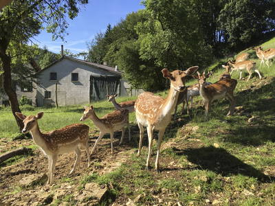 Bild 19 aus  LandSelection Gutshof Käppeler