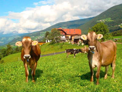 Bild 13 aus  Schnagererhof