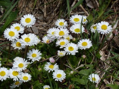 Bild 11 aus  Pliegermoar  - Adults Only