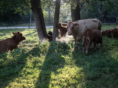 Bild 10 aus  Rittergut Schwanditz