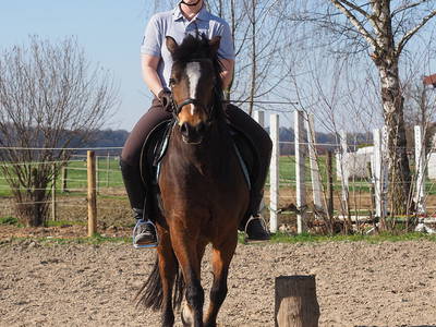 Bild 17 aus  Springerhof